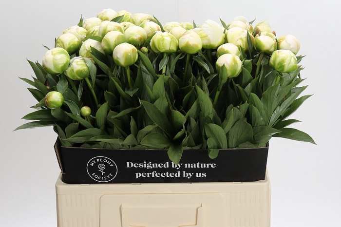 <h4>Paeonia Madame Claude Tain</h4>