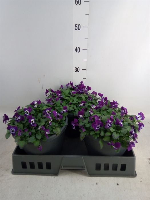 <h4>Viola corn. 'Evo Mini Purple Face'</h4>