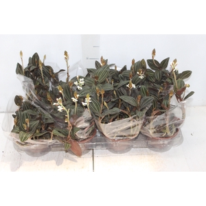 LUDISIA C13