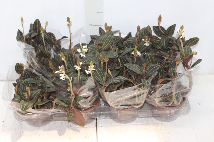 <h4>LUDISIA C13</h4>