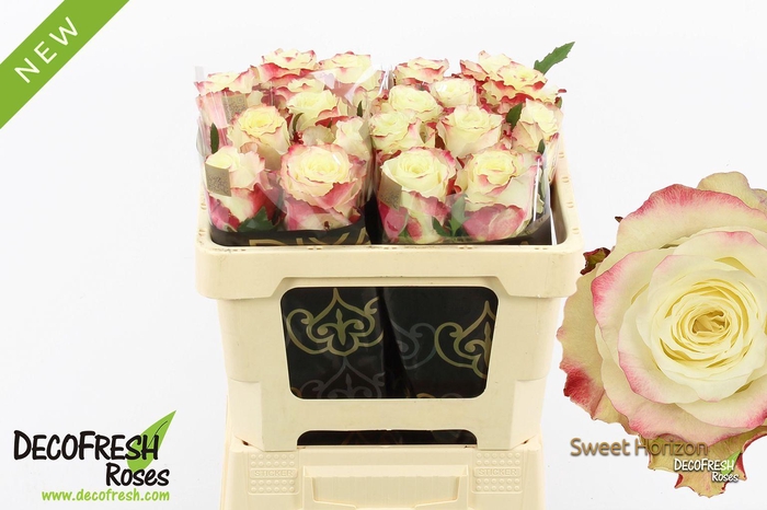 <h4>R Gr Sweet Horizon</h4>