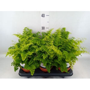 Adiantum raddi. 'Fritz-Luthi'