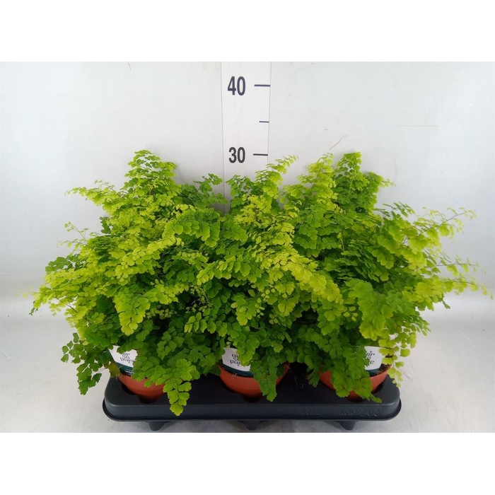 <h4>Adiantum raddi. 'Fritz-Luthi'</h4>