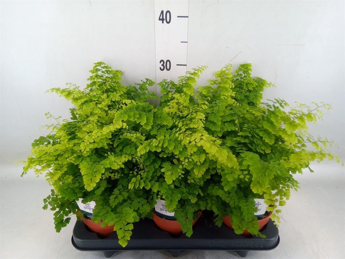 Adiantum raddi. 'Fritz-Luthi'