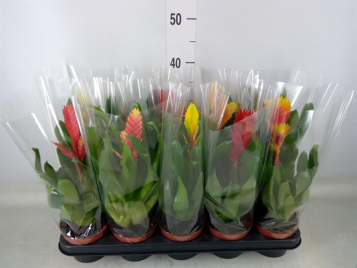 <h4>Vriesea   ...mix 6</h4>