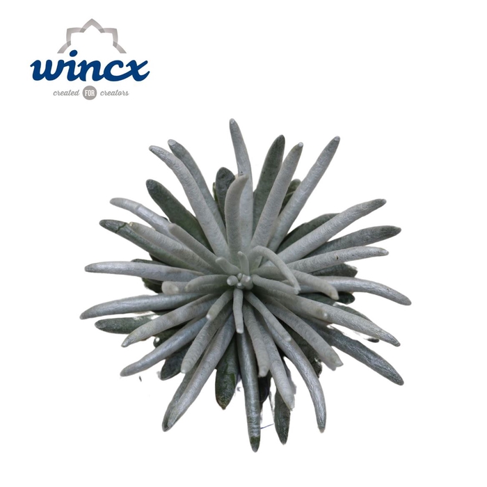 <h4>Echeveria Ov</h4>