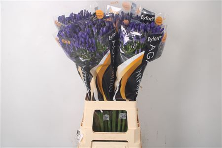 <h4>Agapanthus Eyfori Blue</h4>