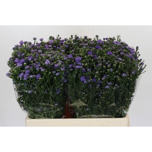 Aster Baby Blue