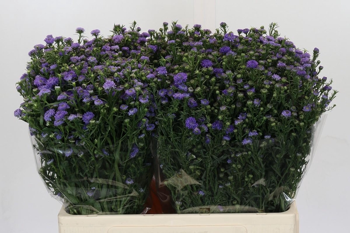 <h4>Aster Baby Blue</h4>
