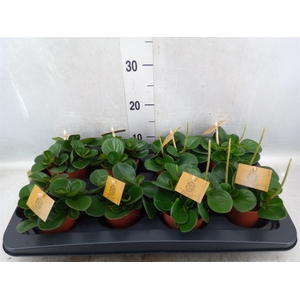 Peperomia obt. 'Obtipan'