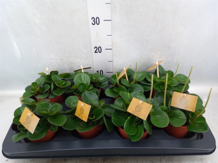 Peperomia obt. 'Obtipan'