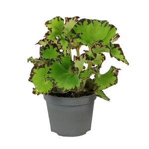 BEGONIA REX-HYBRID P6 RED JIVE