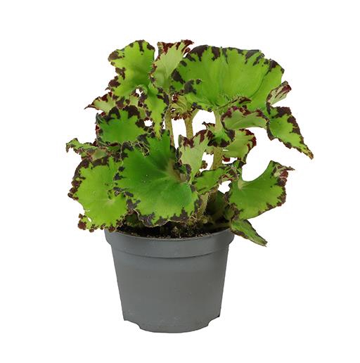 <h4>BEGONIA REX-HYBRID P6 RED JIVE</h4>