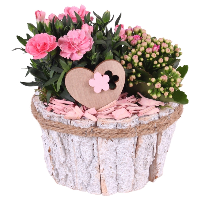 <h4>Mothersday Arr. Outdoor Wooden Barkpot White Ø17cm 2PP</h4>