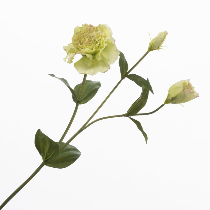 <h4>Lisianthus Green FL440373GRN</h4>