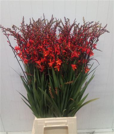 <h4>CROCOS RED KING</h4>
