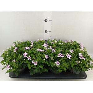 Pelargonium gran.   ..