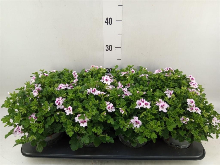 <h4>Pelargonium gran.   ..</h4>