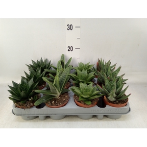 Aloe   ...mix