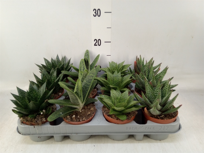 <h4>Aloe   ...mix</h4>
