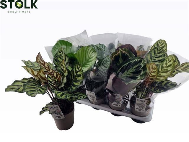 <h4>CALAT MIX P14</h4>