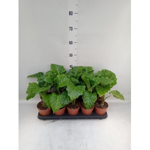 Alocasia  'Low Rider'