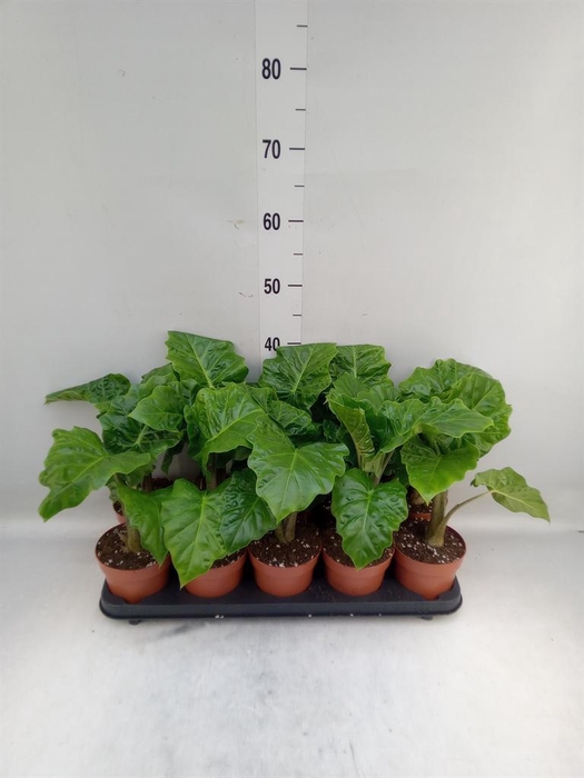 <h4>Alocasia  'Low Rider'</h4>