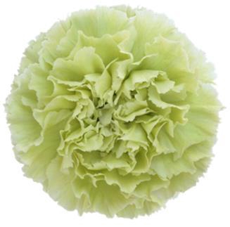 <h4>Di St Prado Mint</h4>