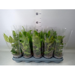 Fatsia japonica   ...