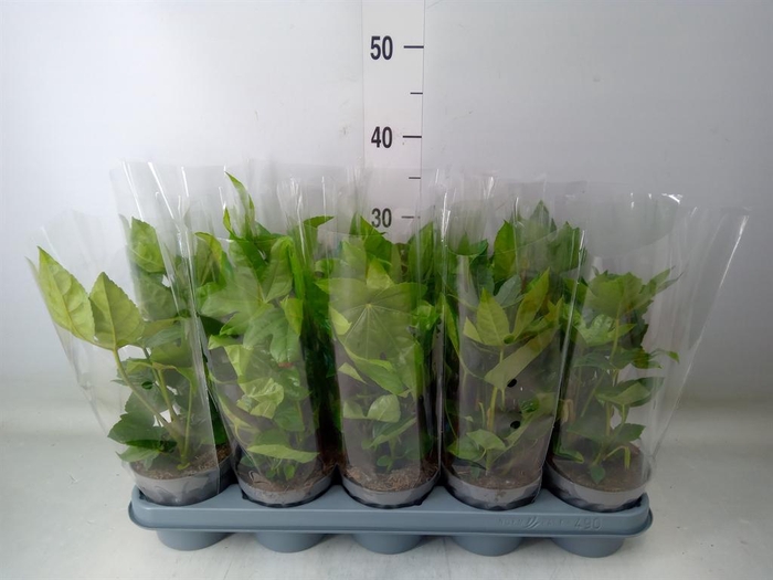 <h4>Fatsia japonica   ...</h4>