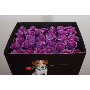 R Wx Classic Lavender