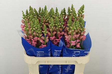 <h4>ANTIR ANTIBES PINK</h4>