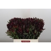 Leucadendron Saf Sunset Dark R.