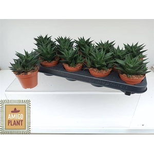 HAWO LIMIFOLIA