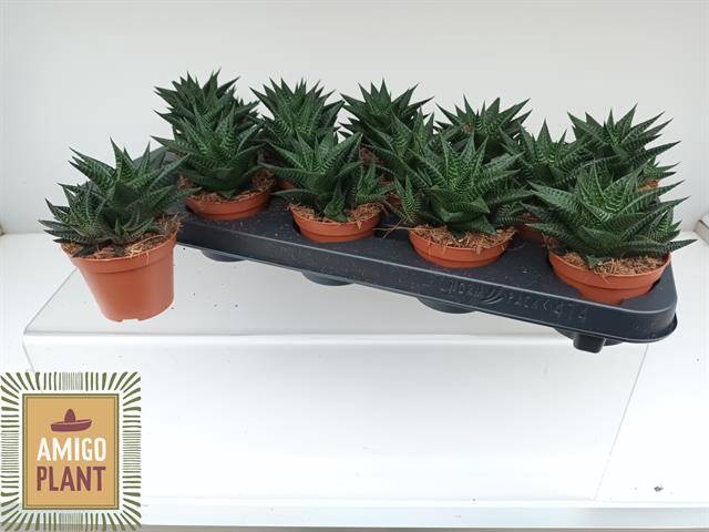 <h4>HAWO LIMIFOLIA</h4>