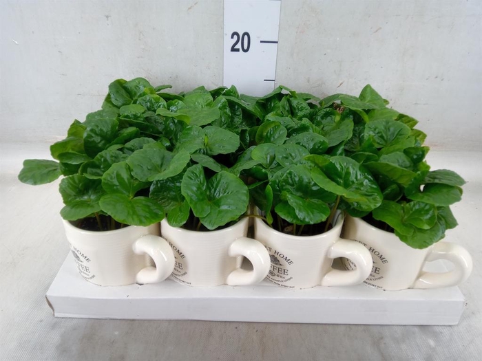 <h4>Coffea arabica</h4>