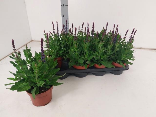<h4>SALVIA NE BOR D BLUE</h4>