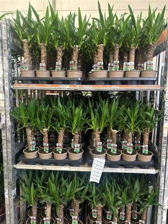 <h4>Yucca 30cm 2+</h4>