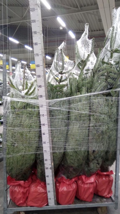 <h4>Abies nordman.</h4>