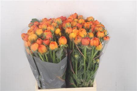 <h4>Ran El Orange</h4>