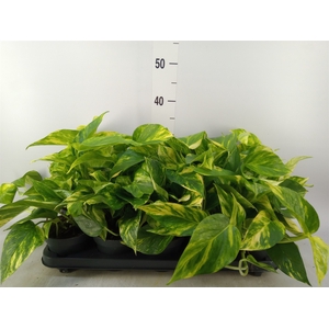 Epipremnum pinn. 'Hicolor'