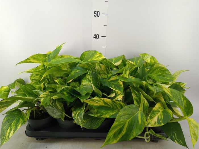 <h4>Epipremnum pinn. 'Hicolor'</h4>