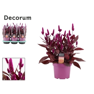Celosia 'Mystic Shades' p19 with sleeve | Decorum