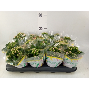 Kalanchoe blos. 'Calandiva Weaver'
