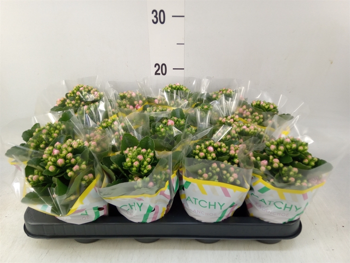 <h4>Kalanchoe blos. 'Calandiva Weaver'</h4>
