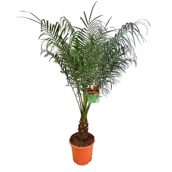<h4>Phoenix roebelenii</h4>