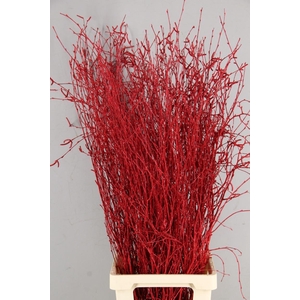 Betula Bs Paint Red