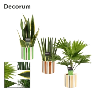 Groenmix 12 cm in Beau (Natural bubble-collection)