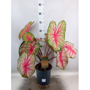 Caladium   ...