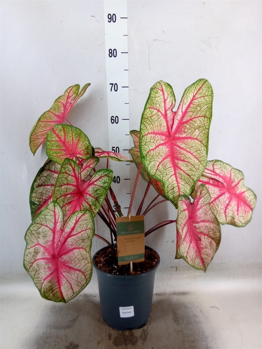 <h4>Caladium   ...</h4>